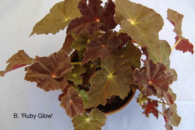 B. ‘Ruby Glow’